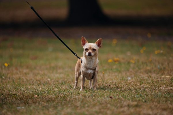 Why Should We Embrace Traditional UK Cooking Techniques?